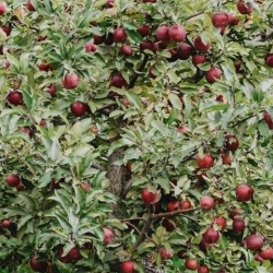 The Harvest Festival and Pick Your Own