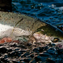 Multi-Day Steelhead Trips