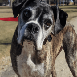 Leash Manners Program