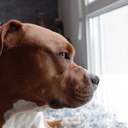 Dog Separation Anxiety