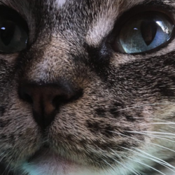 Cats and Other Critters