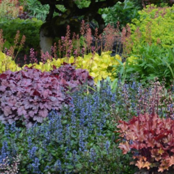 The Garden's