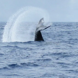 Whale Watching