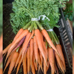 Carrots