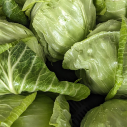 Green Cabbage