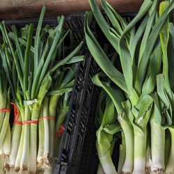Leeks
