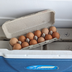 Eggs