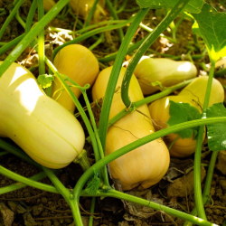 Butternut Squash