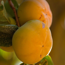 Persimmons