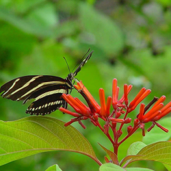 Botanical Gardens