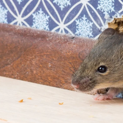  Rodent Control