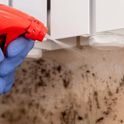 Mold Removal