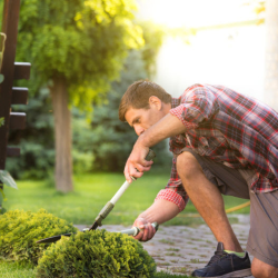 Shrub Care