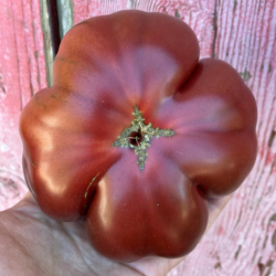 Heirloom Tomatoes