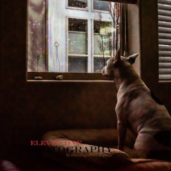 Pet Photography Session