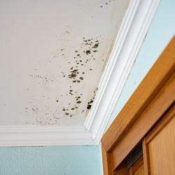 Mold Removal