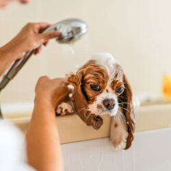 Bathing & Shampooing