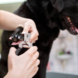 Nail Trimming