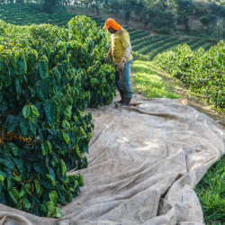 Brazil Single Origin