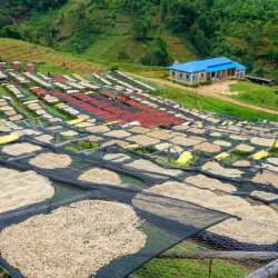 Burundi Single Origin