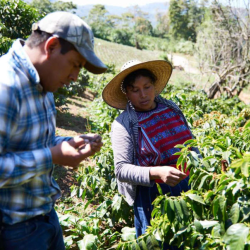 Guatemala Single Origin