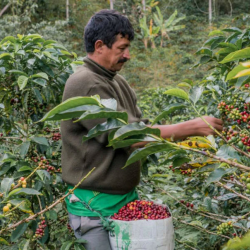 Peru Single Origin