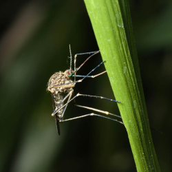 All-Natural Mosquito Treatment