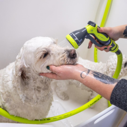 Flea and Tick Shampooing