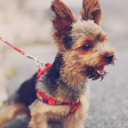 Virtual Private Programs