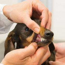 Dental Care