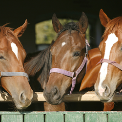 Live Animal Transport