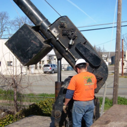 Certified Arborists