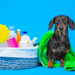 Pet-Friendly Gift Baskets