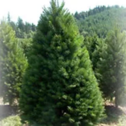 Doug Fir Trees