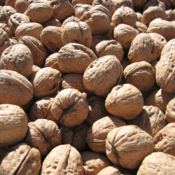 Shelled Walnuts