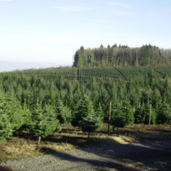  Grand Fir Trees