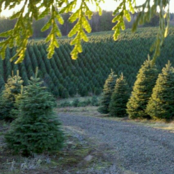 Noble Fir Trees