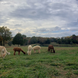 Fiber Boot Camp