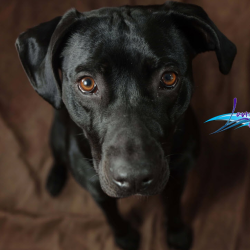 Pet Portrait Session
