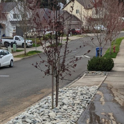 Seasonal Cleanup Services