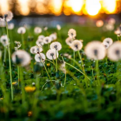 Weed Control