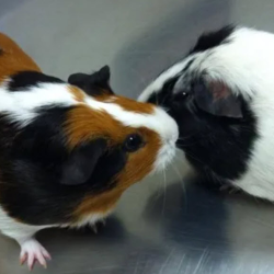 Medical Care for Exotics