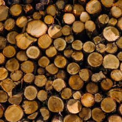 Wood Pile