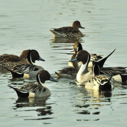 Ducks Unlimited Conservation Easement