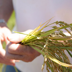 Japanese Short Grain Rice