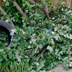 Yard Debris Removal