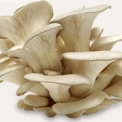 Fresh Blue Oyster Mushrooms