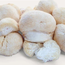 Fresh Lion's Mane Mushroom