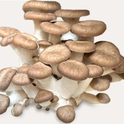 Black Pearl Mushrooms