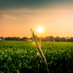 Crop Scouting